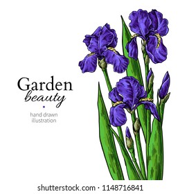 Iris bouquet. Flower and leaves drawing. Vector hand drawn floral set. Garden bloom. Botanical sketch. Great for tattoo, invitations, greeting cards, decor, wedding invitation, greeting card.