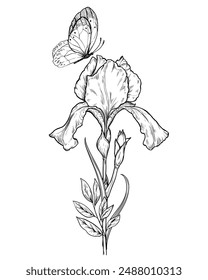 Iris with butterfly hand drawn vintage vector sketch drawing