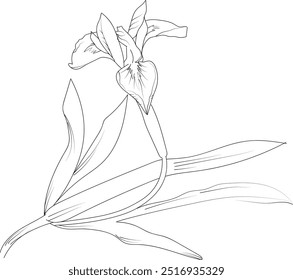 Iris cathartica flower art, vector illustration of a font view iris flower in hand-drawn botanical summer elements natural collection, iris line art for coloring page