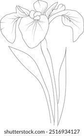 Iris cathartica aislado, elemento floral dibujado a mano. ramo de Ilustración vectorial de Iris, arte de boceto hermosas banderas tatuaje de flores, página para colorear para adultos, dibujo botánico, púrpura Iris dibujo