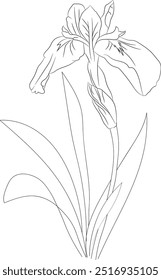 Iris cathartica vetor art, ilustração floral monocromática. tinta vetor ilustração desenhado à mão lápis esboço, um ramo da coleção botânica simplicidade, artístico, livro de colorir para crianças e adultos