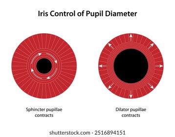 Iris Control of Pupil Diameter