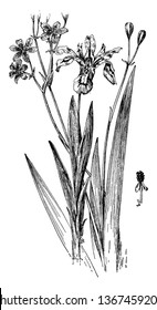 Iris cristata is a dwarf crested iris and a low-growing, rapidly spreading plant. Chinensis is a Chinese redbud, is native to woodlands, thickets and slopes in central to southern China, vintage