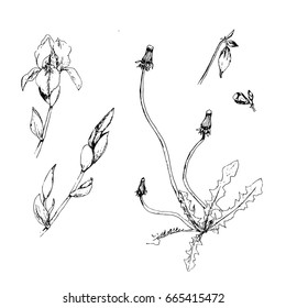 Iris and dandelion, painted in ink. Draw by hand. Vector picture, a set of flowers