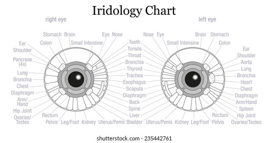 Iris diagnostic or iridology chart with accurate description of the corresponding internal organs and body parts. Isolated vector illustration on white background.