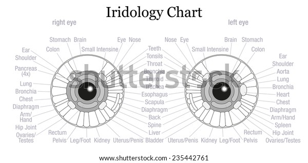 Iris Chart Iridology