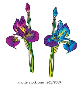iris in different colors