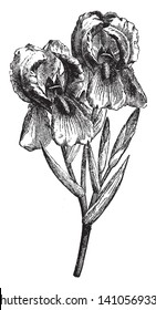 Iris of the family Iridaceae, the iris family with linear usually basal leaves and large showy flowers, vintage line drawing or engraving illustration.