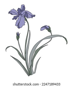 Iris February birth month flower colorful vector illustration. Modern minimalist hand drawn design for logo, tattoo, packaging, card, wall art, poster. Colored line art isolated on white background