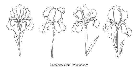 Iris February birth month flower line art drawings