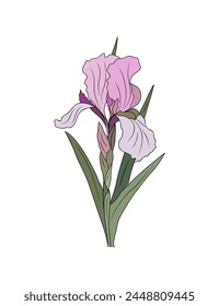 Iris, February Birth month flower vector art.