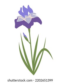 Iris in flat style. Beautiful garden flower.