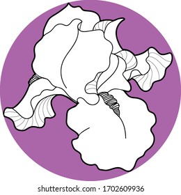 iris flawers in the circle hand draw