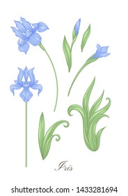 Iris, fleur-de-lis, flower-de-luce, flag color illustration In art nouveau style, vintage, old, retro style. Vector illustration.