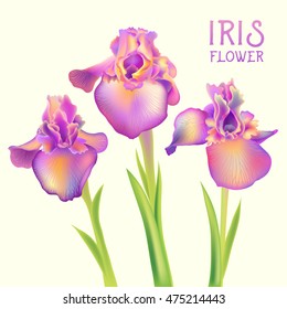 Iris fleur-de-lis flowers isolated on white vector illustration