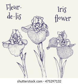Iris fleur-de-lis hand-drawn flowers isolated on white vector illustration