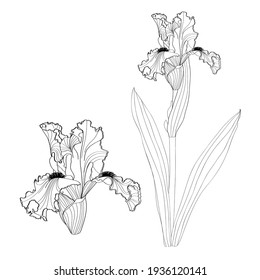 Two Isolated Black White Iris Flowers Stock Vector (Royalty Free ...