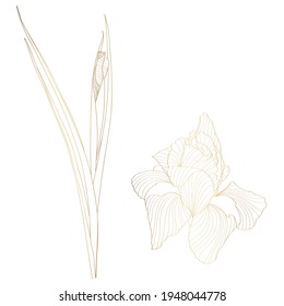 Iris floral botanical flower. Wild spring flowers set isolated. Golden engraved ink art. Isolated iris illustration element on white background.
