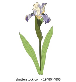 Iris floral botanical flower. Wild spring flowers set isolated. Simple colored engraved ink art. Isolated iris illustration element on white background.