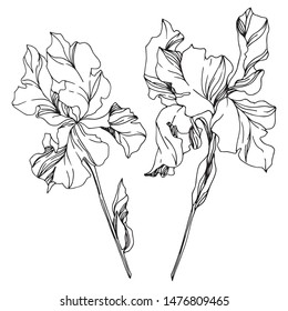 3,887 Iris flower outline Images, Stock Photos & Vectors | Shutterstock