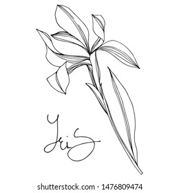 Iris floral botanical flowers on white background