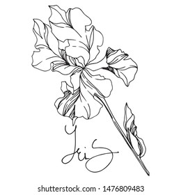Iris floral botanical flowers on white background