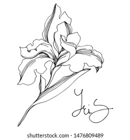 Iris floral botanical flowers on white background