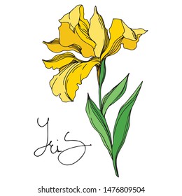 Iris floral botanical flowers on white background