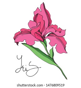 Iris floral botanical flowers on white background