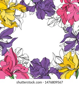 Iris floral botanical flowers on white background