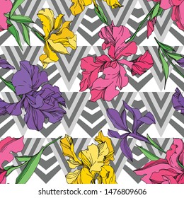 Iris floral botanical flowers on white background