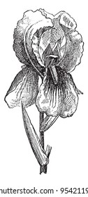 Iris of Florence, vintage engraved illustration. Dictionary of words and things - Larive and Fleury - 1895.