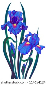 iris flower