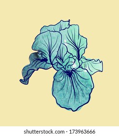 Iris flower