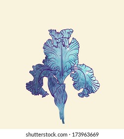 Iris flower