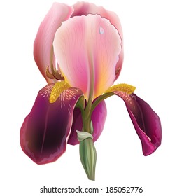Iris flower