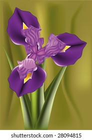 iris flower