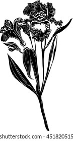 Iris flower