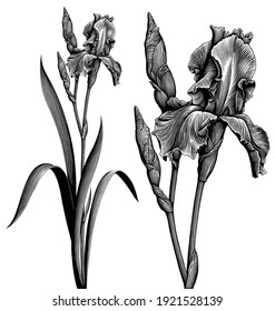 Iris flower. Art detailed editable illustration. Vector vintage engraving. Isolated on white background. 8 EPS