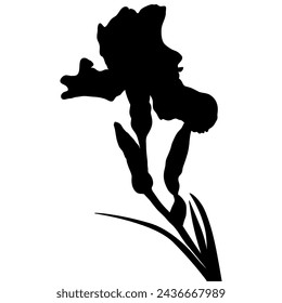 Iris flower black silhouette, botanical vector illustration isolated on white background.