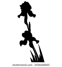 Iris flower black silhouette, botanical vector illustration isolated on white background.