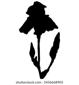 Iris flower black silhouette, botanical vector illustration isolated on white background.