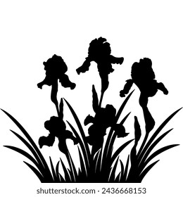 Iris flower black silhouettes, botanical vector illustration isolated on white background.