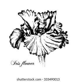Iris flower. Black and white vector illustration