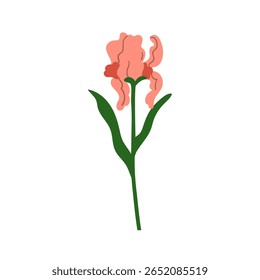 Flor de íris em flor com pétalas delicadas suaves, caule e folhas. Planta floral frágil, flor de jardim lindo. Decoração da natureza da primavera. Ilustração vetorial plana botânica isolada sobre fundo branco
