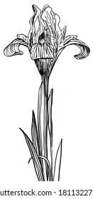 Iris flower blooming hand drawing. Sketch the plant black and white. engraving vintage isolated on white background vector line illustration