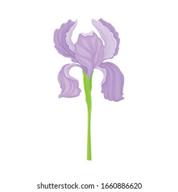 Iris Flower Blossom with Falling Down Sepals Isolated on White Background Vector Illustration