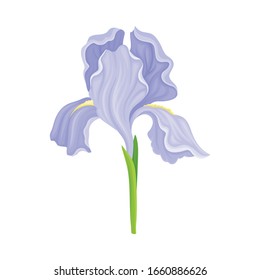 Iris Flower Blossom with Falling Down Sepals Isolated on White Background Vector Illustration