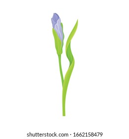 Iris Flower Blossom with Falling Down Sepals Isolated on White Background Vector Illustration