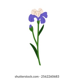 Iris flower blossom. Floral branch, blooming garden plant with delicate gentle buds, petals, leaves and stem. Beautiful botanical decoration. Flat vector illustration isolated on white background